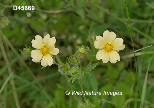 Potentilla recta, Sulphur Cinquefoil